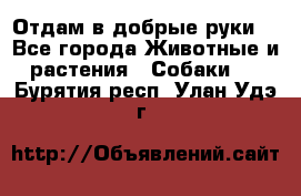 Отдам в добрые руки  - Все города Животные и растения » Собаки   . Бурятия респ.,Улан-Удэ г.